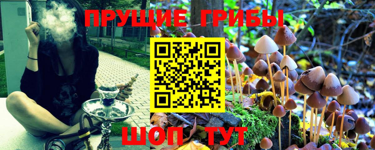 Галлюциногенные грибы Psilocybine cubensis  Вход с VPN  Псилоцибиновые грибы прущие грибы  Луга 